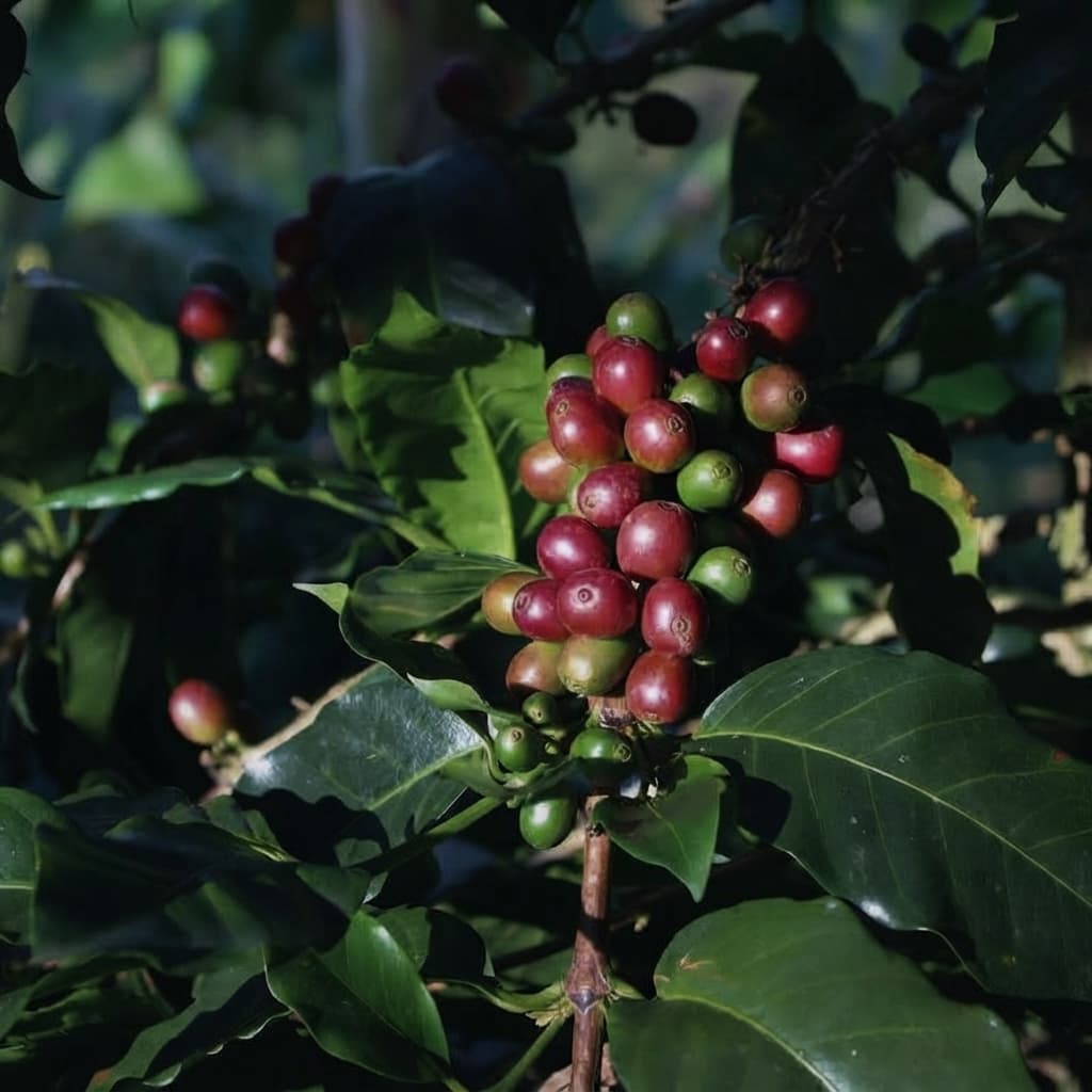 Red and green coffee cherries ripening among dark green leaves
