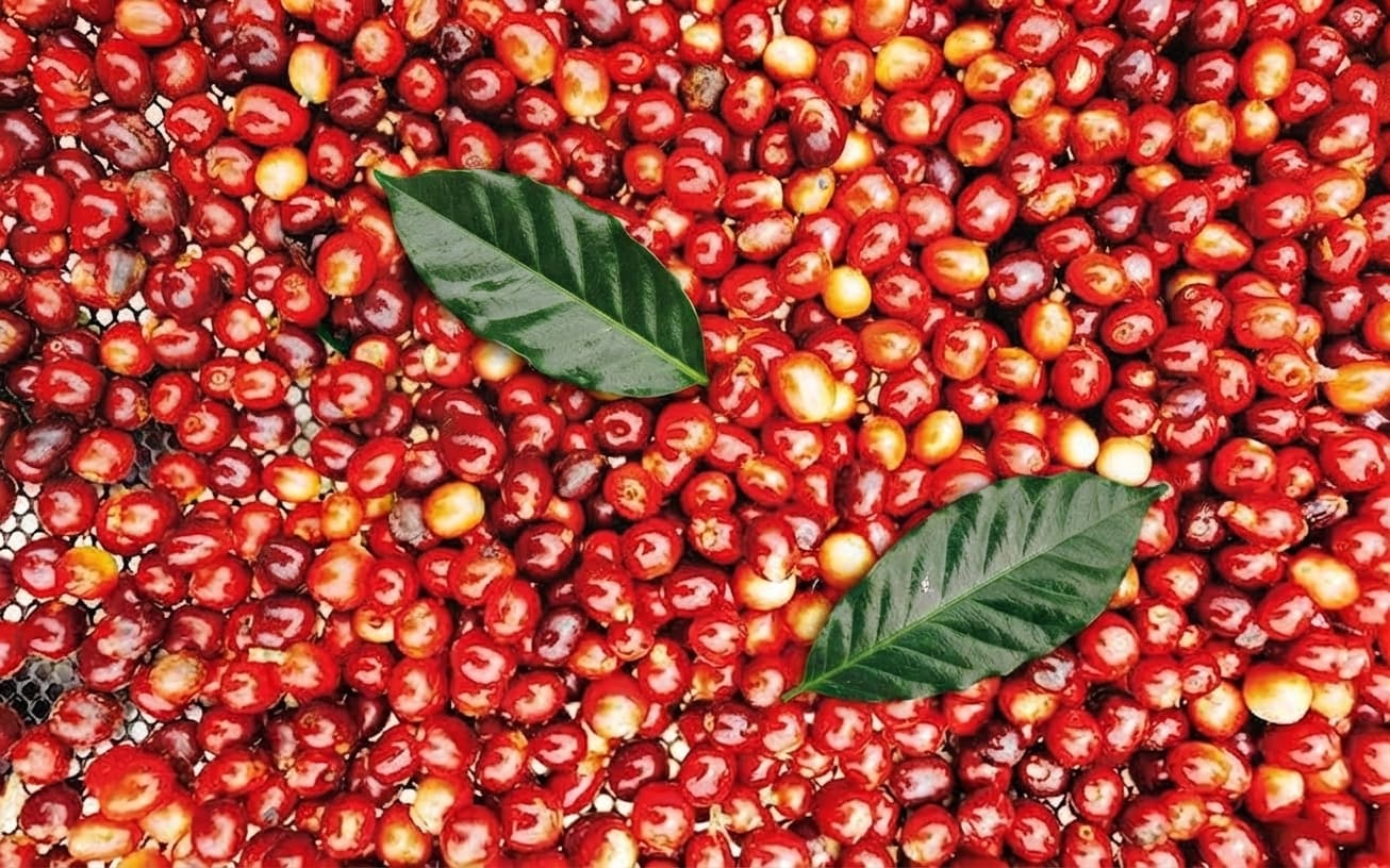 Red coffee fruit spread across mesh with green coffee leaves